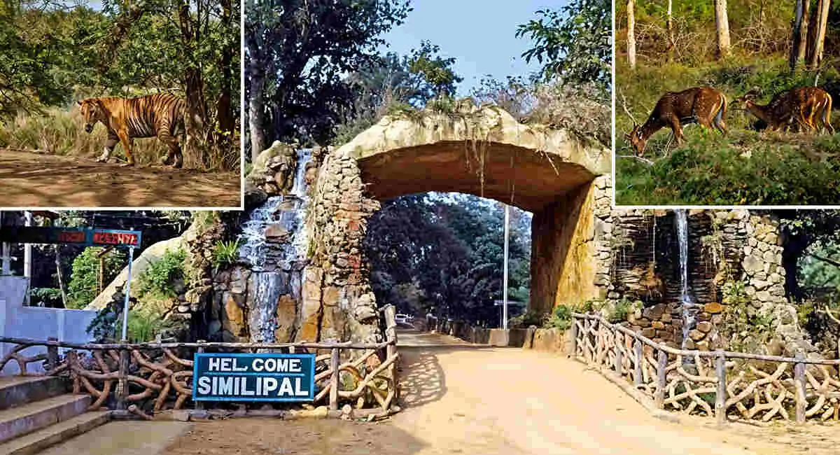 Simlipal Forest